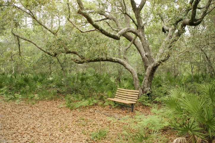 A Bench For Resting Backgrounds
