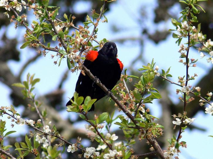 A Red Winged Blackbird Backgrounds