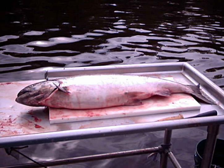 Adult Chinook Commonly Called King Salmon