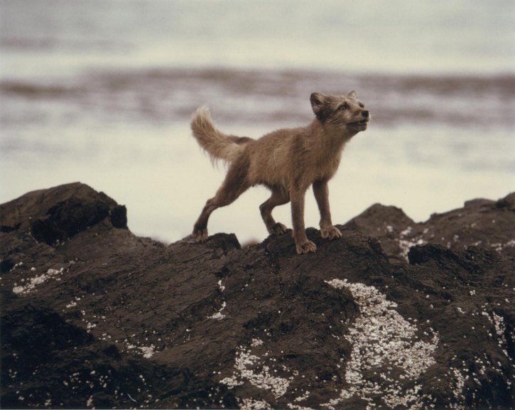 Arctic Fox on Rocks Alopex Lagopus