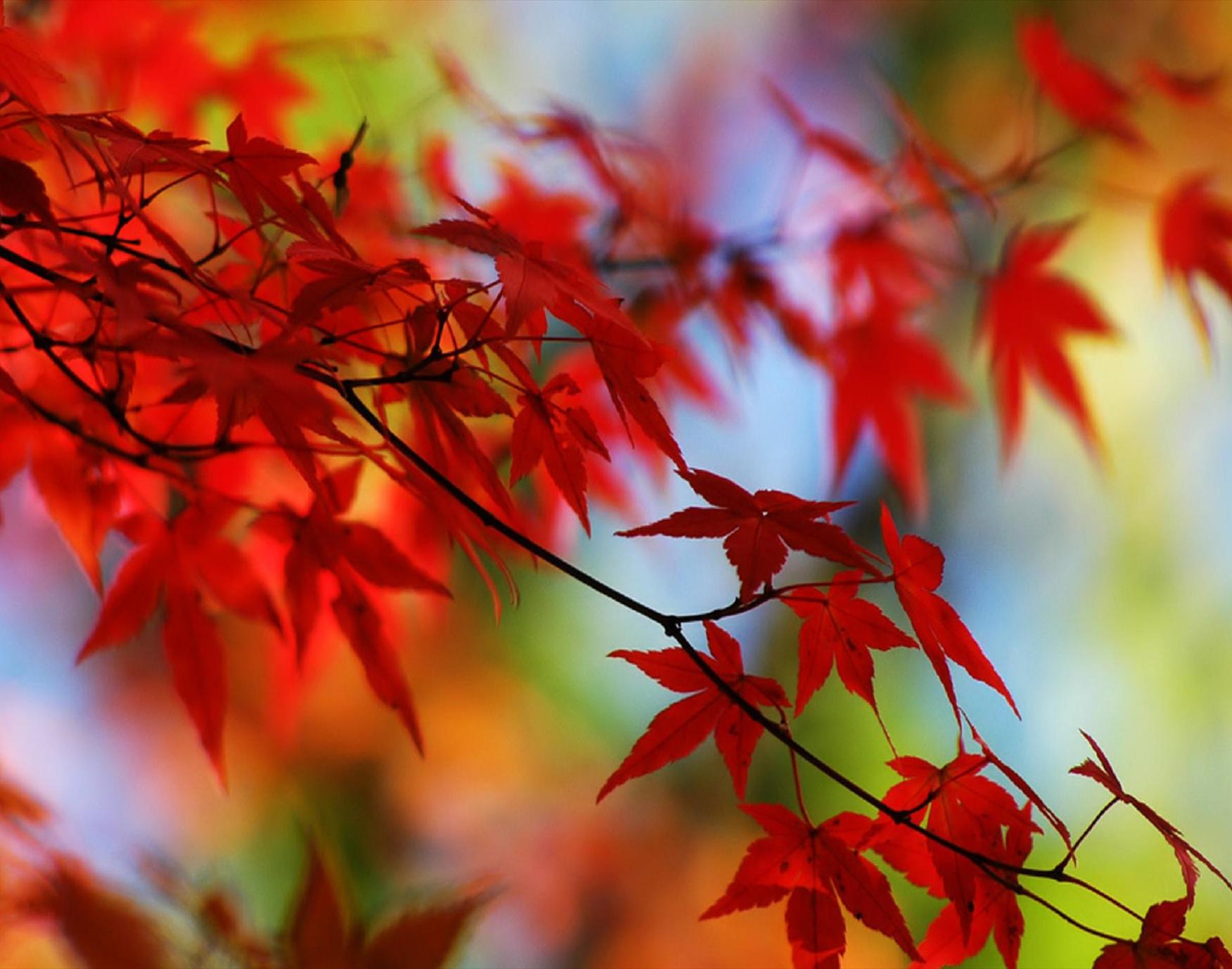 Autumn Fall Floral Backgrounds