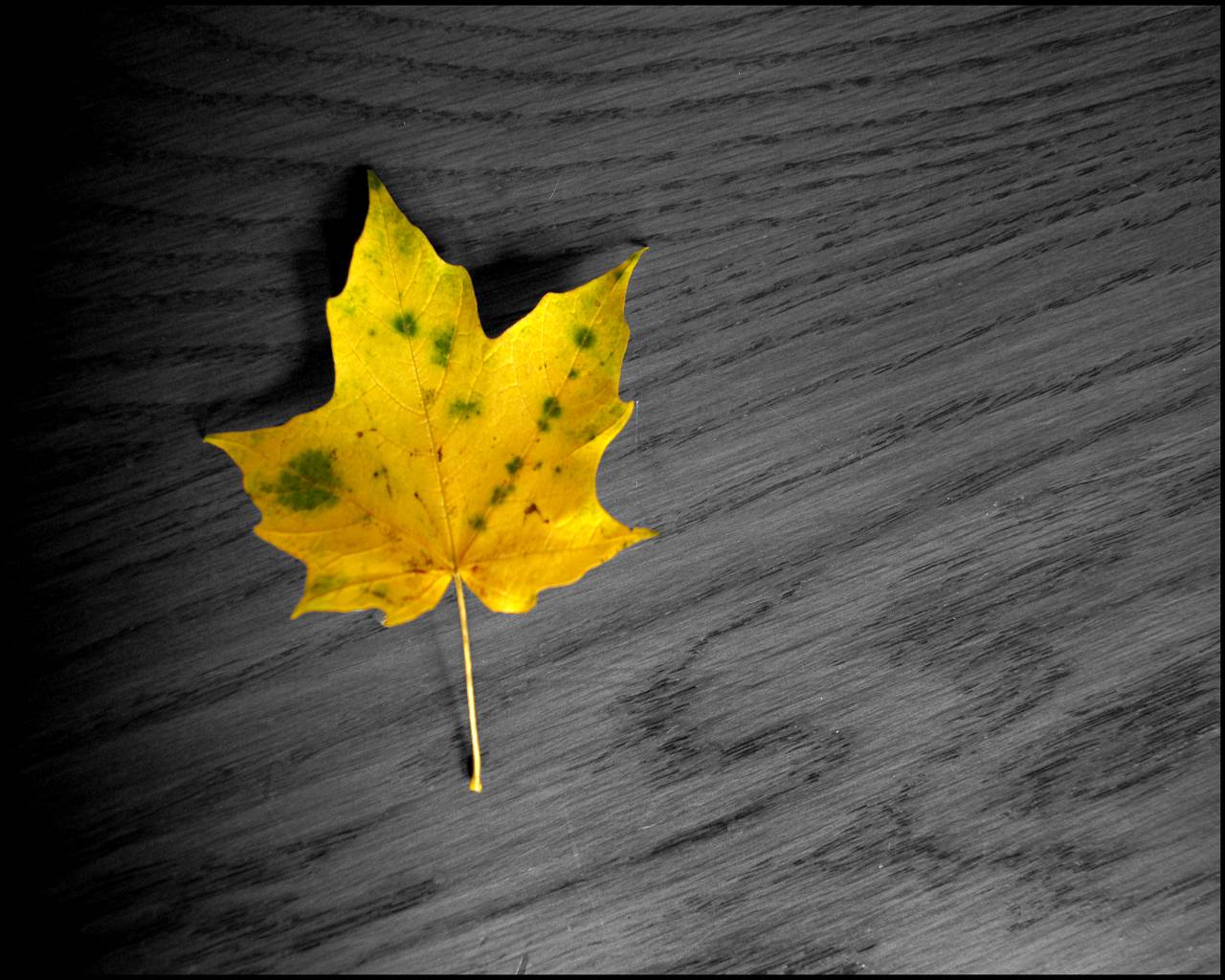 Autumn Leaves Ladycasi Download Backgrounds