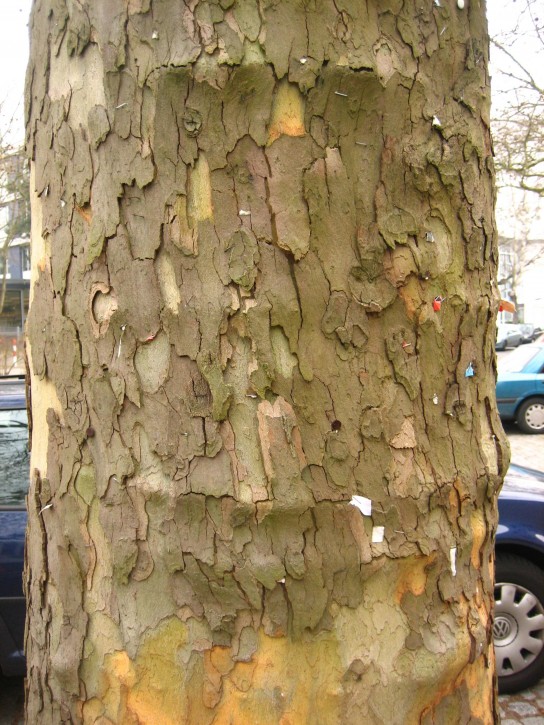 Bark Rind Tree 