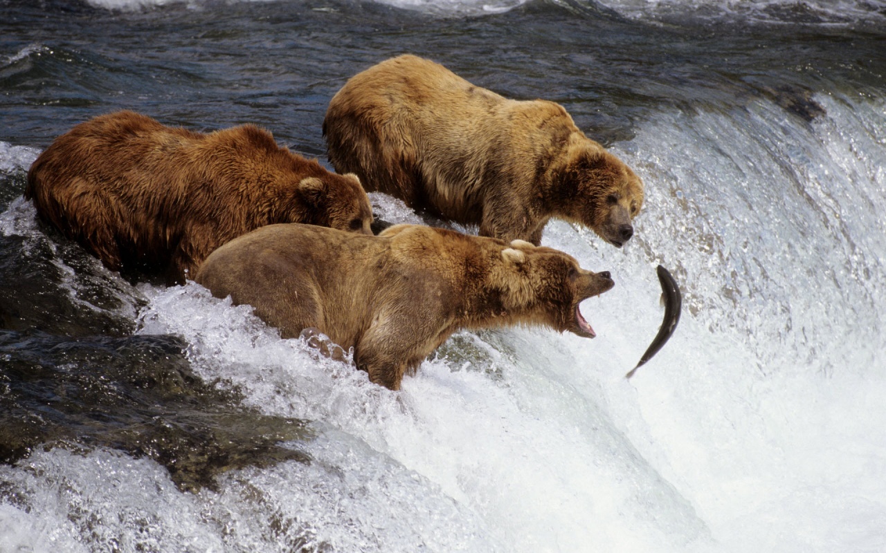 Bears On Hunt Alaska Backgrounds