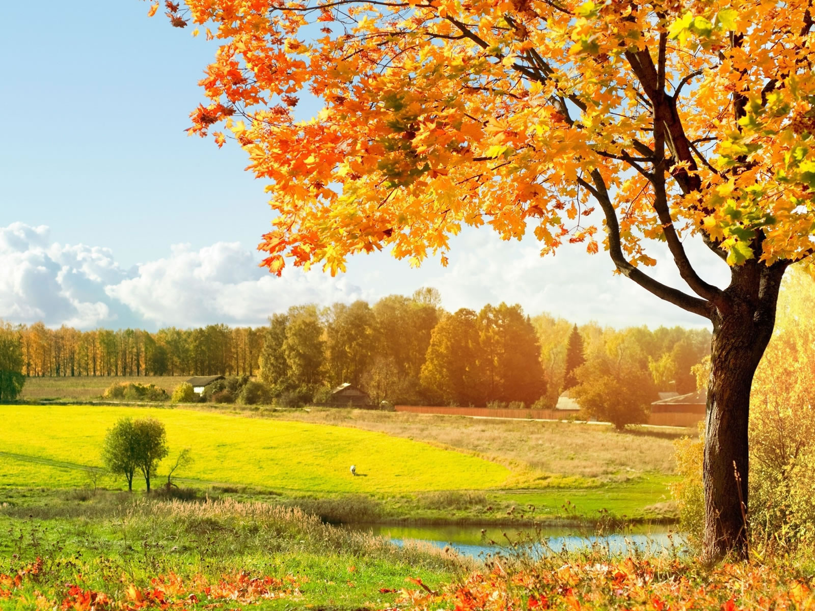 Beautiful Autumn Backgrounds