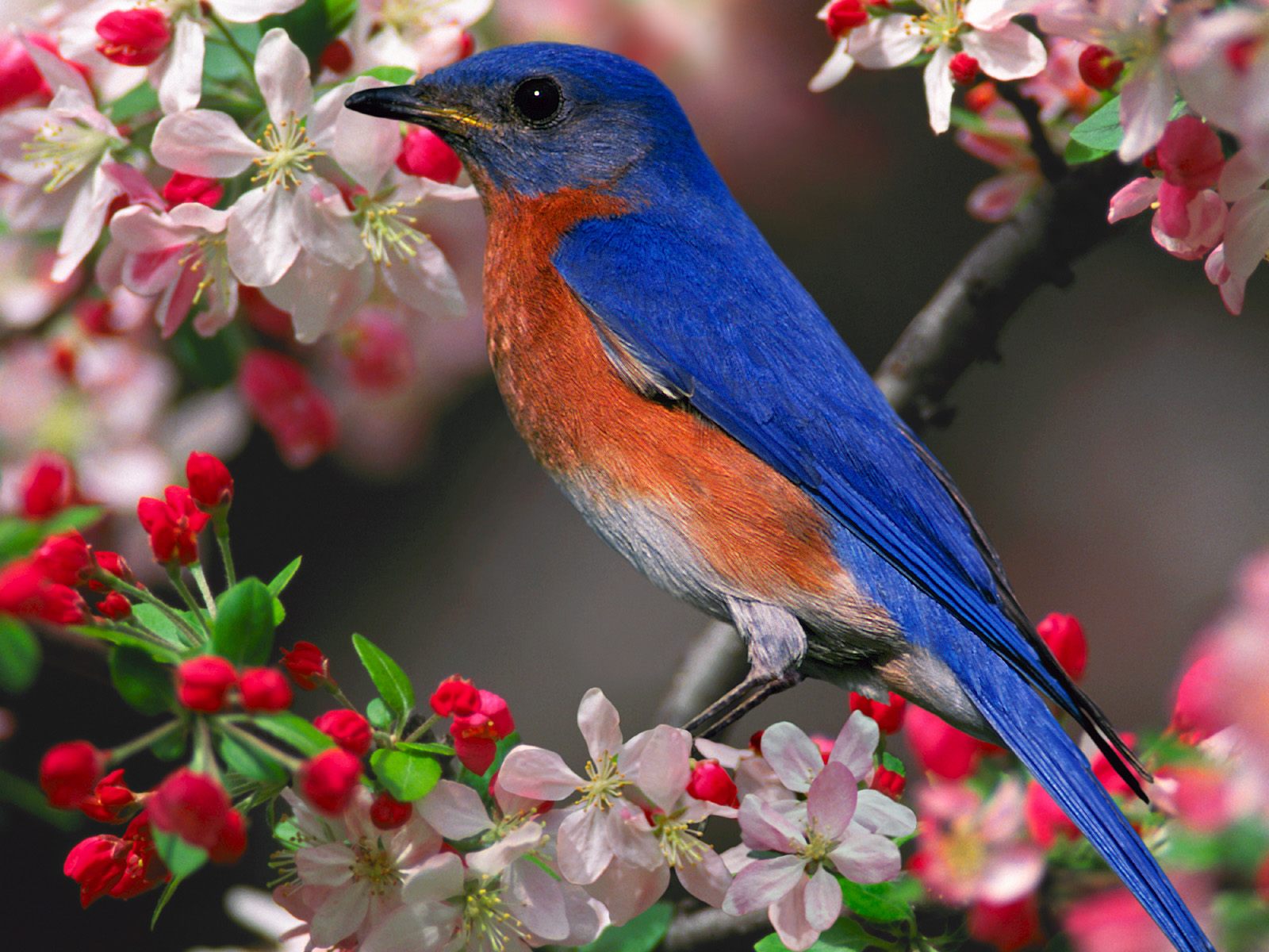 Beautiful Birds Animals Backgrounds