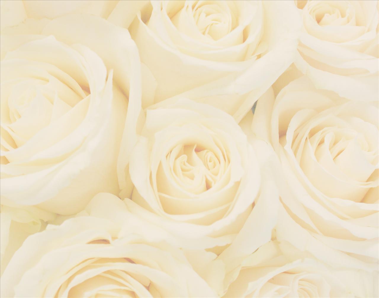 Bed of roses Backgrounds
