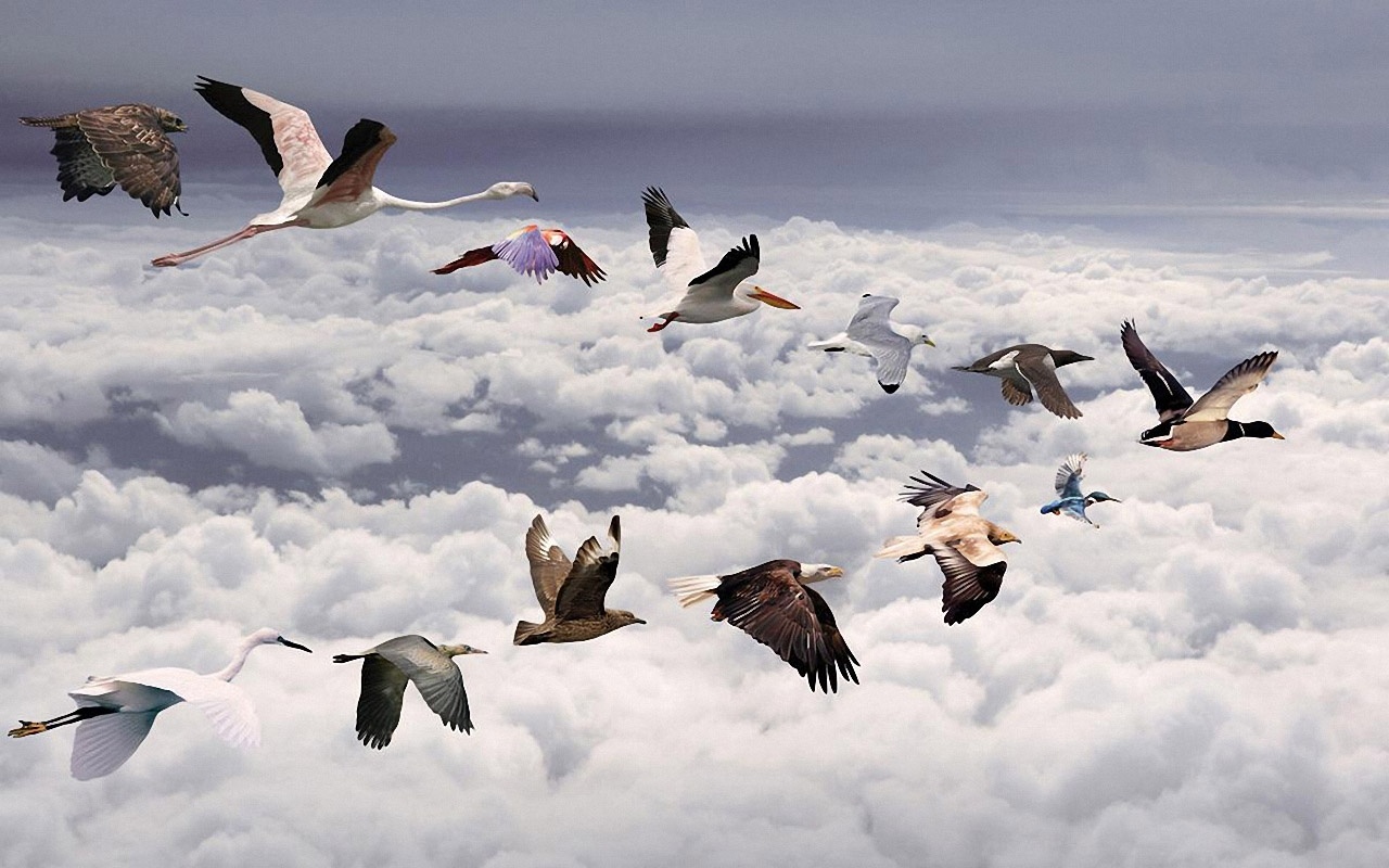 Birds Migration Above Clouds Backgrounds