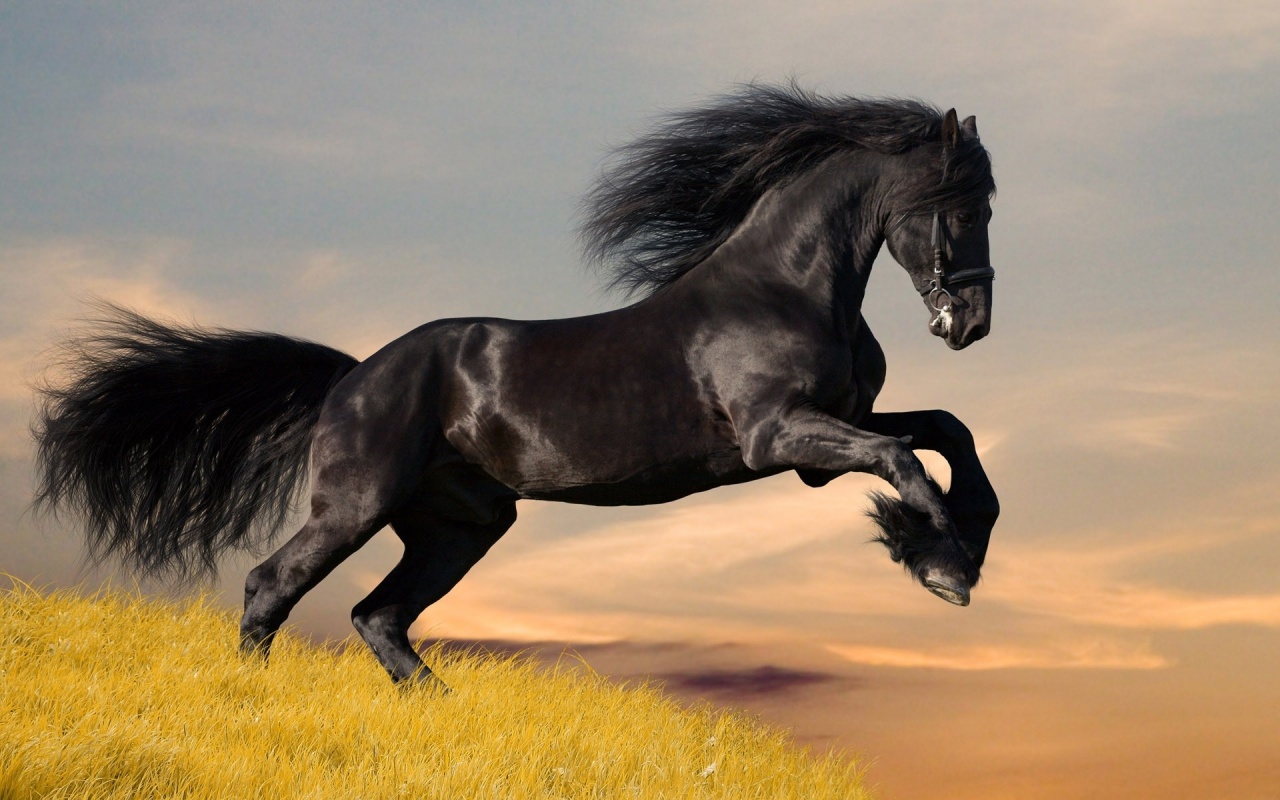 Black Horse Run Backgrounds