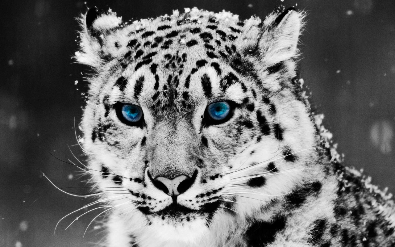 Blue Eye Leopard Backgrounds