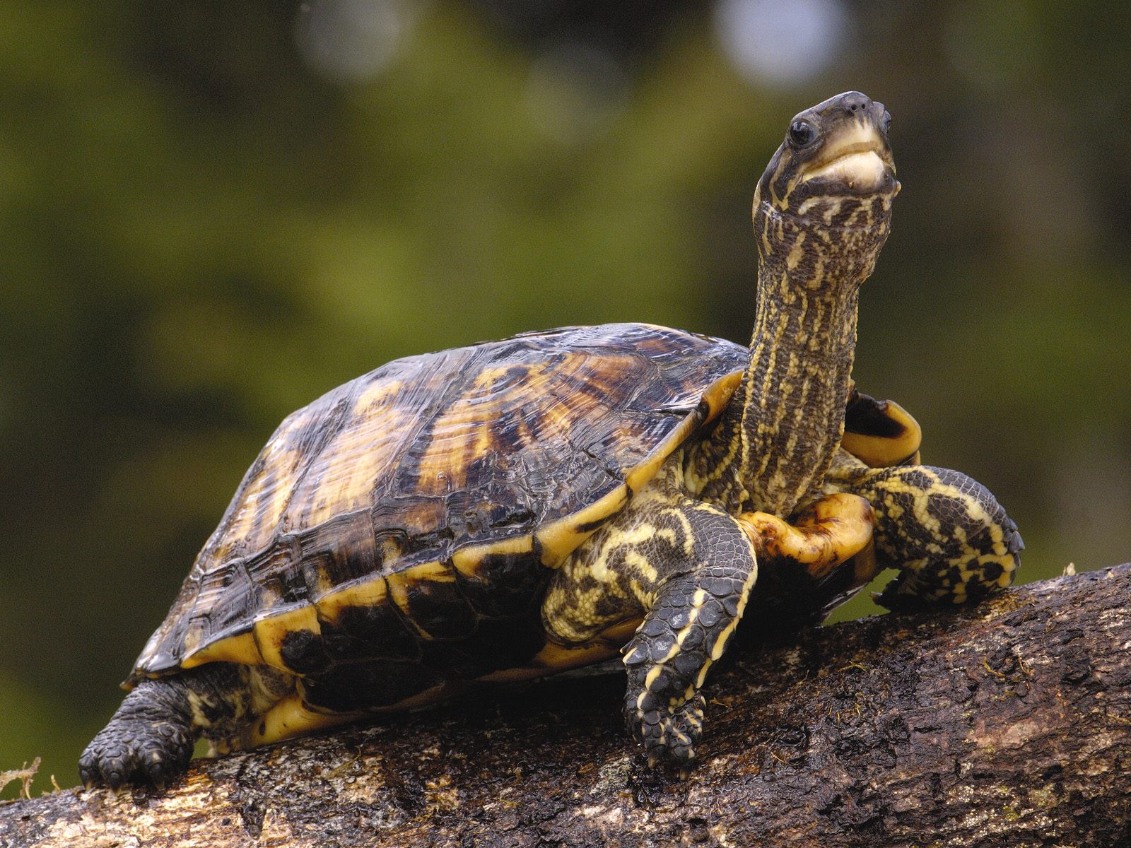 Brown Wood Turtle Backgrounds