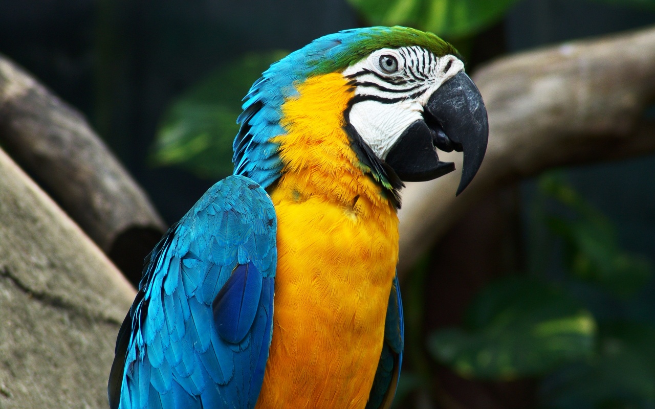 Bue Wing Parrot Backgrounds