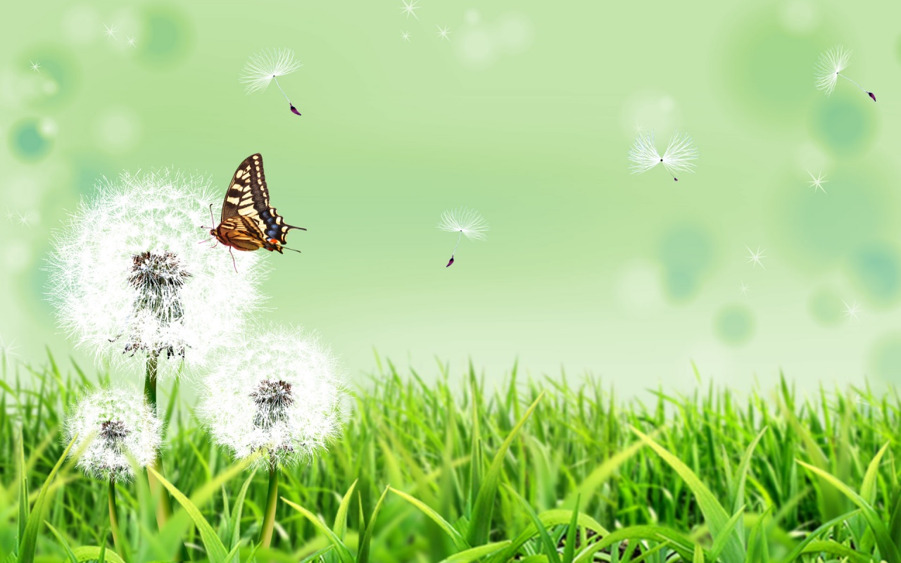 Butterfly Flower Home Backgrounds
