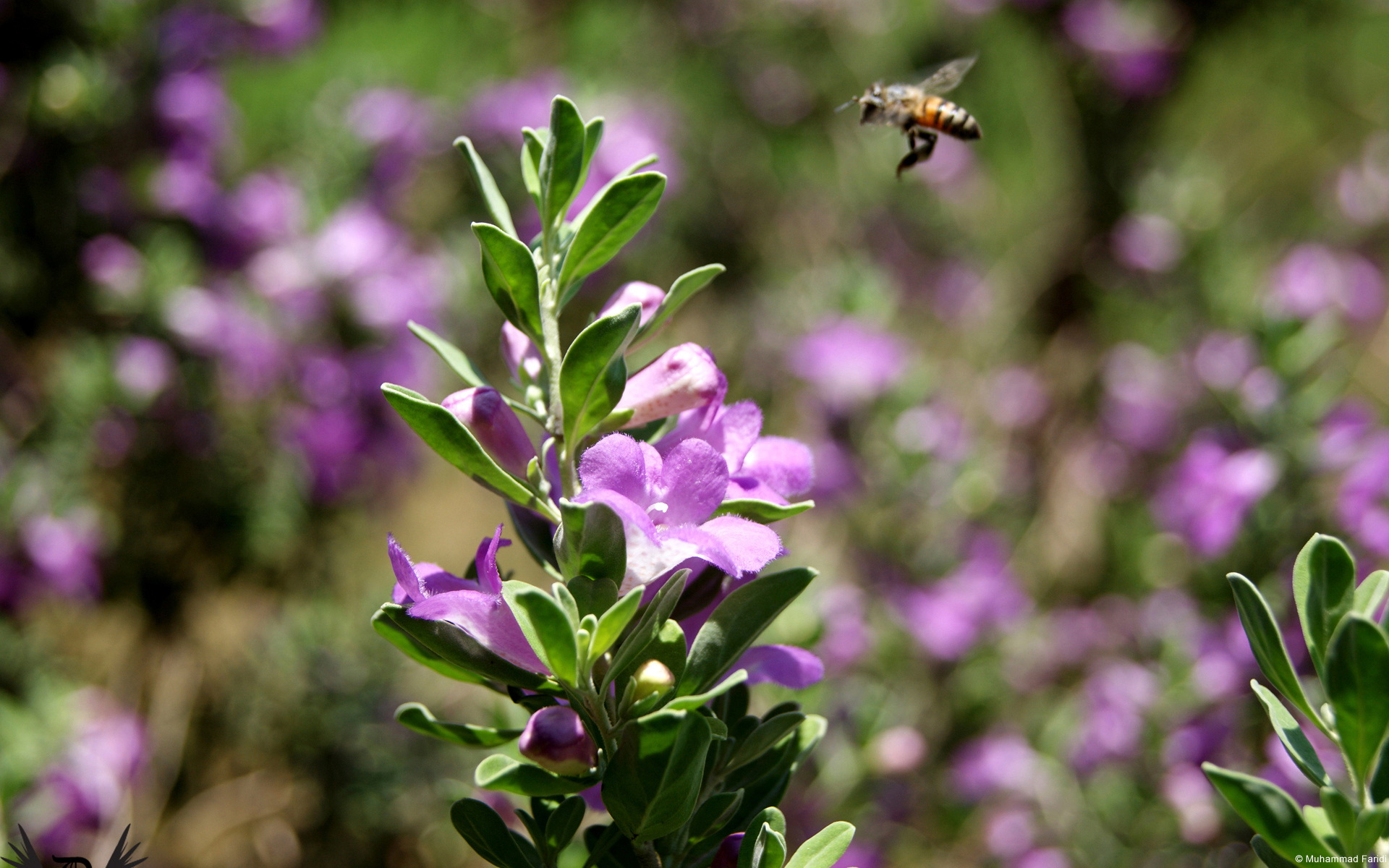 Buzzing Bee