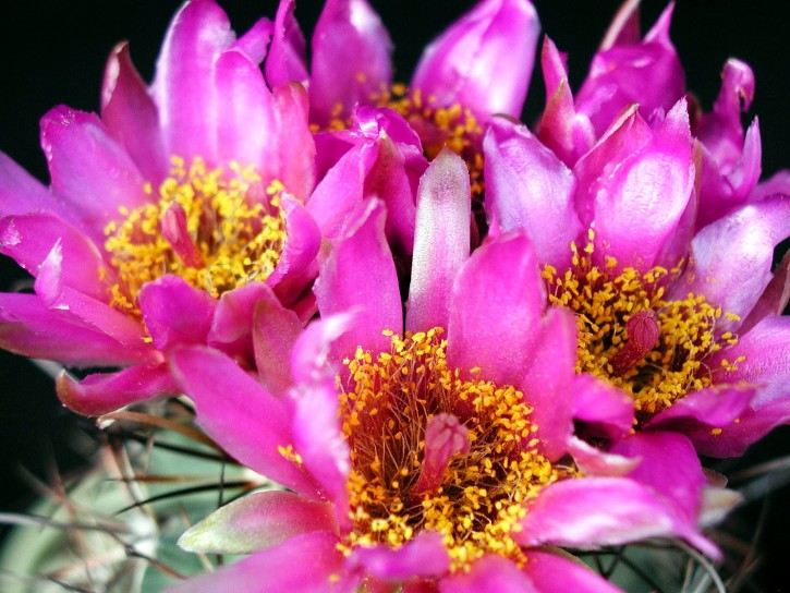 Cacti Flowers
