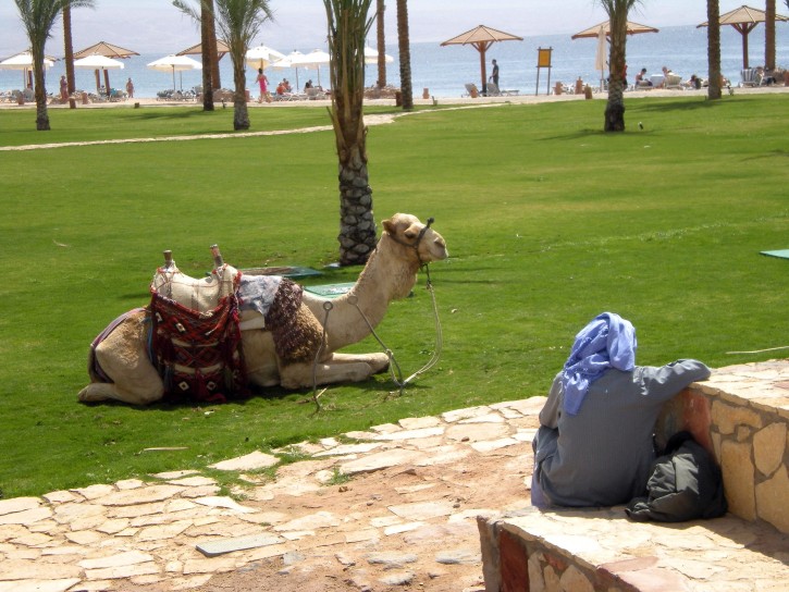 Camel in Egipt