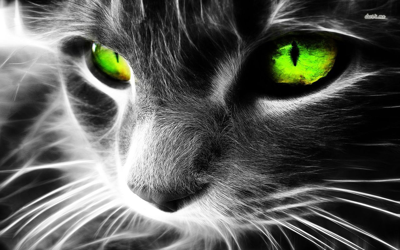 Cat with Green Eyes Backgrounds