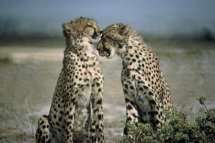 Cheetah Animal Acinonyx Jubatus Backgrounds