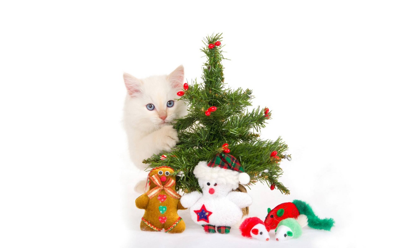 Christmas Cute Cat