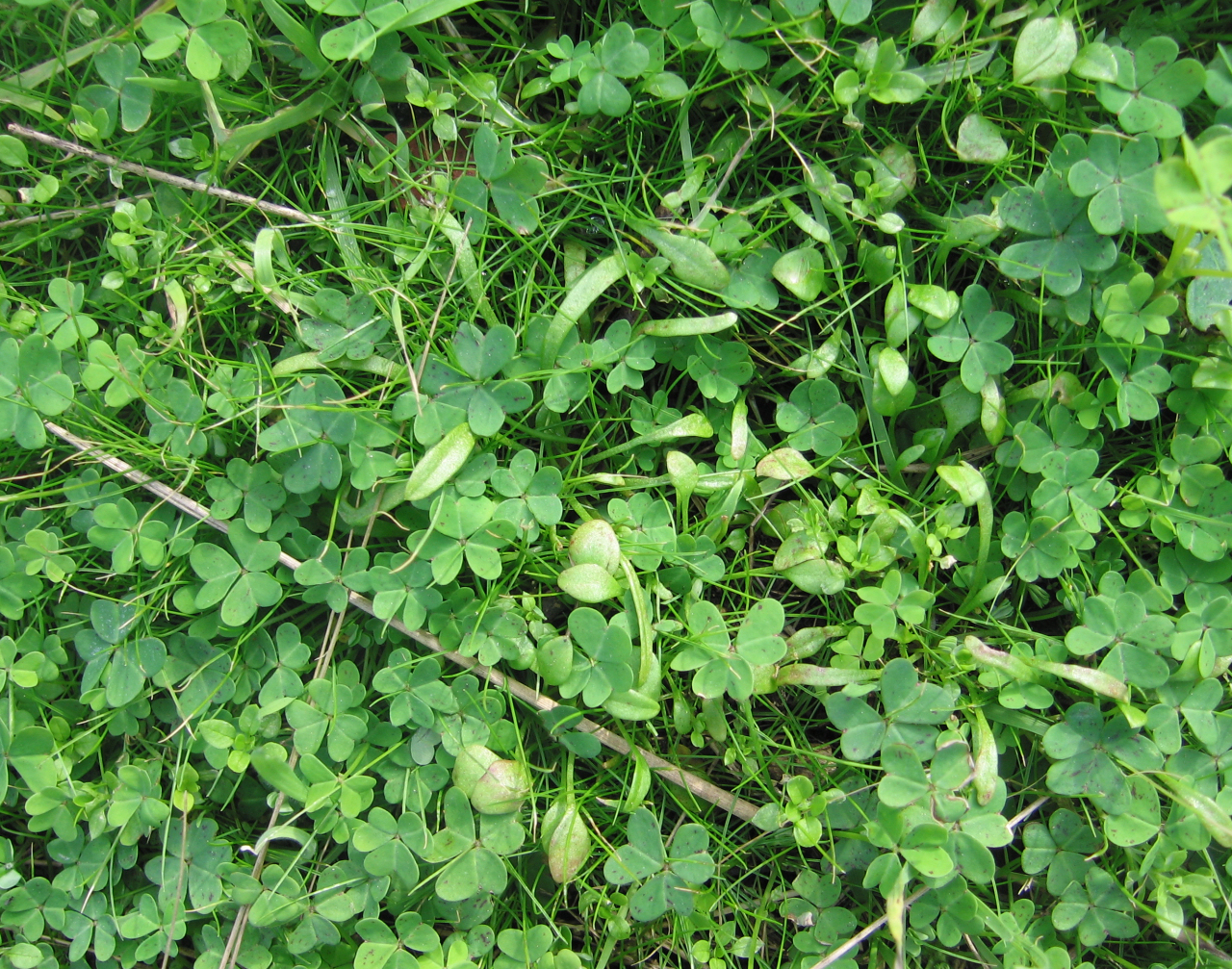 Clover Patch Backgrounds