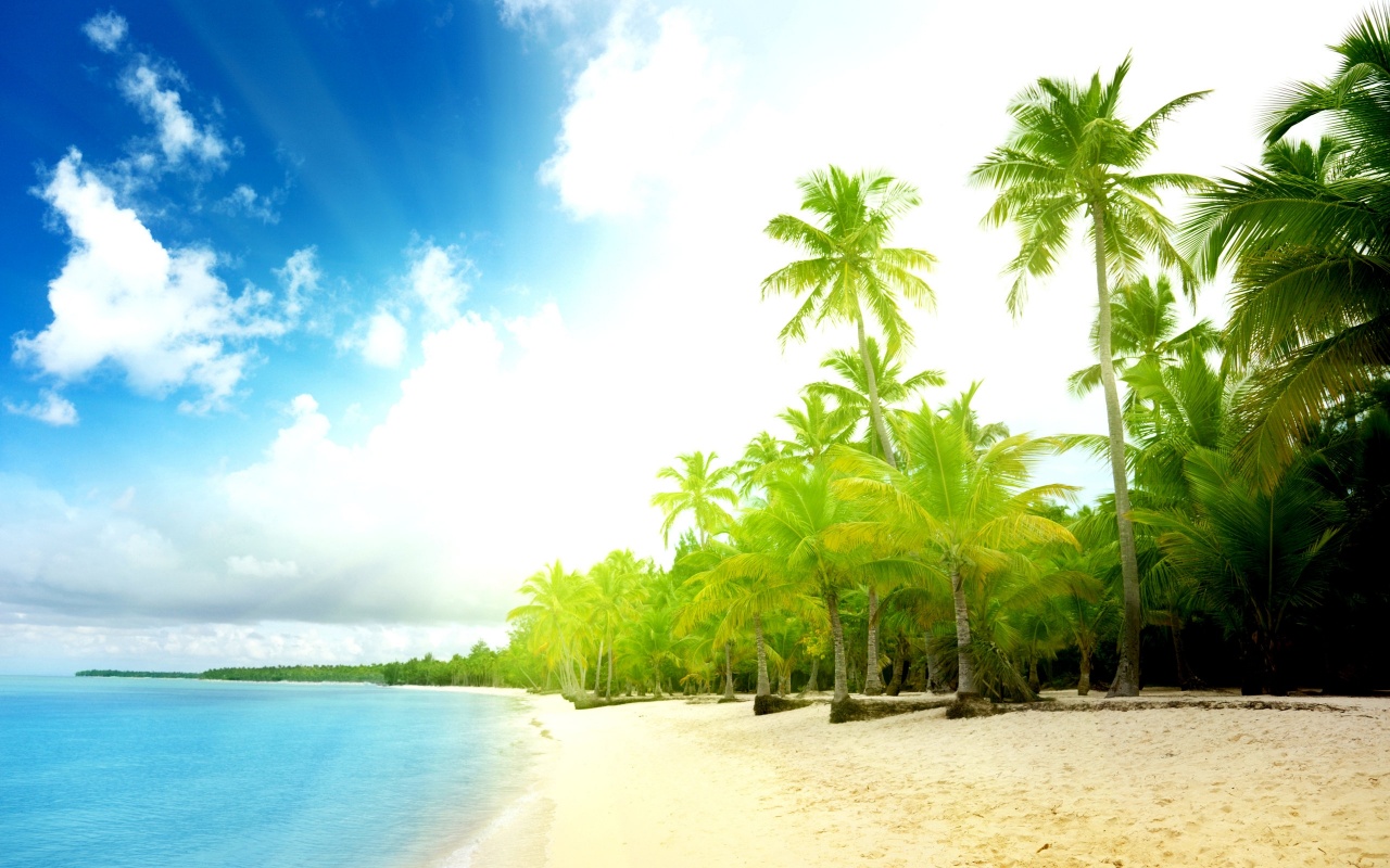 Coconuts Tree Beach Backgrounds