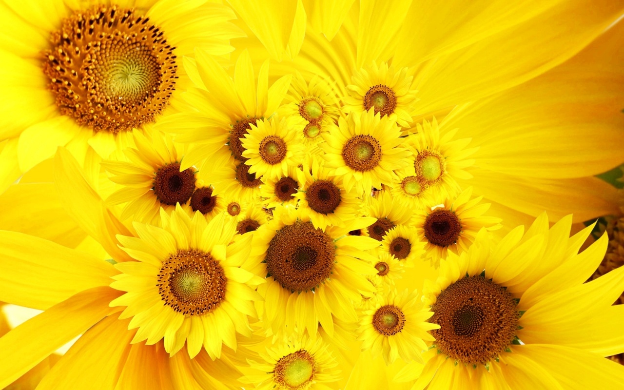 Cool Sunflowers Backgrounds