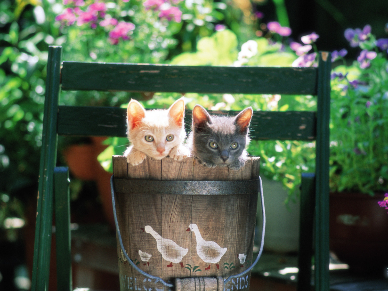 Cuddly Kittens in Backyard Backgrounds