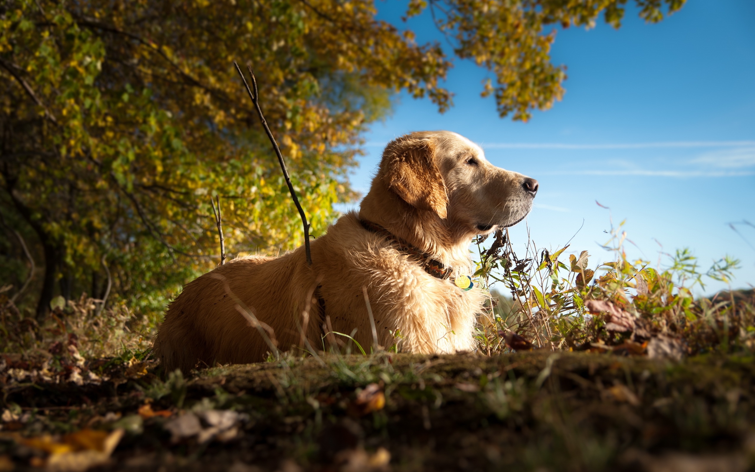 Dog Sitting Forest Backgrounds