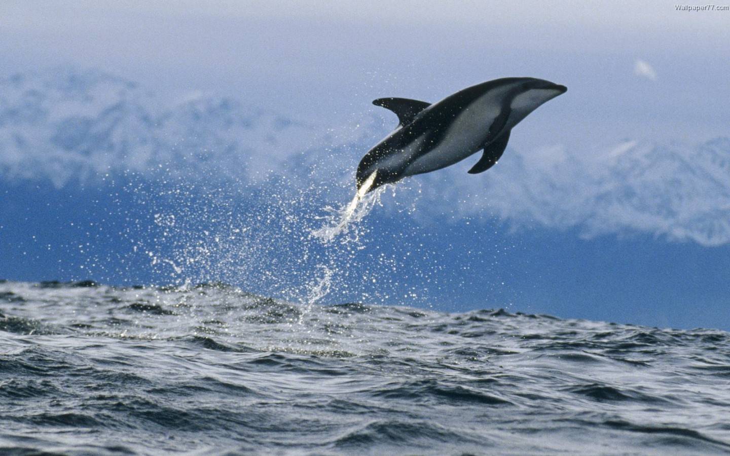 Dolphin Dusky Zealand Underwater Water Ocean Upload Backgrounds