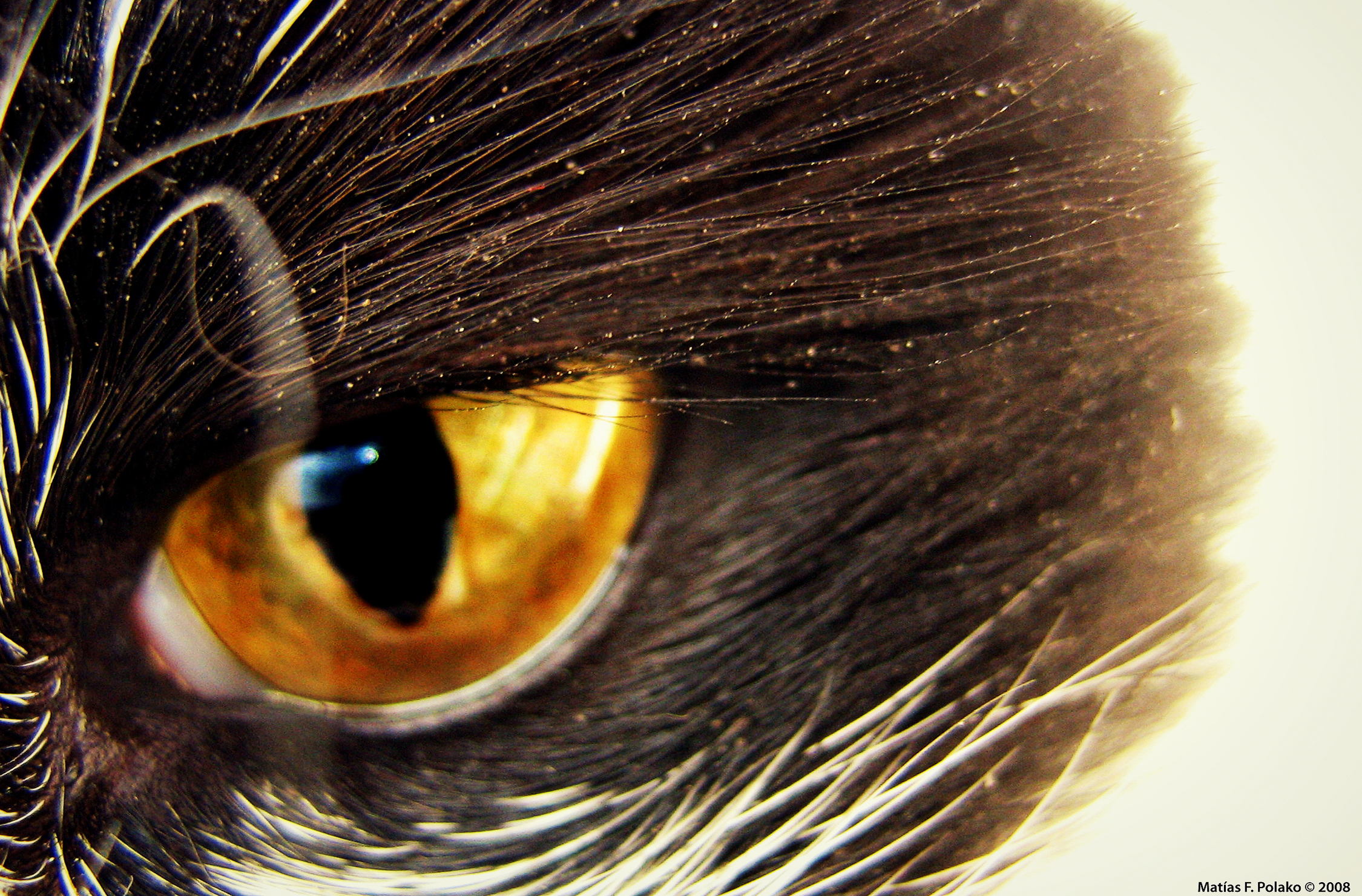Eye of the Cat Backgrounds