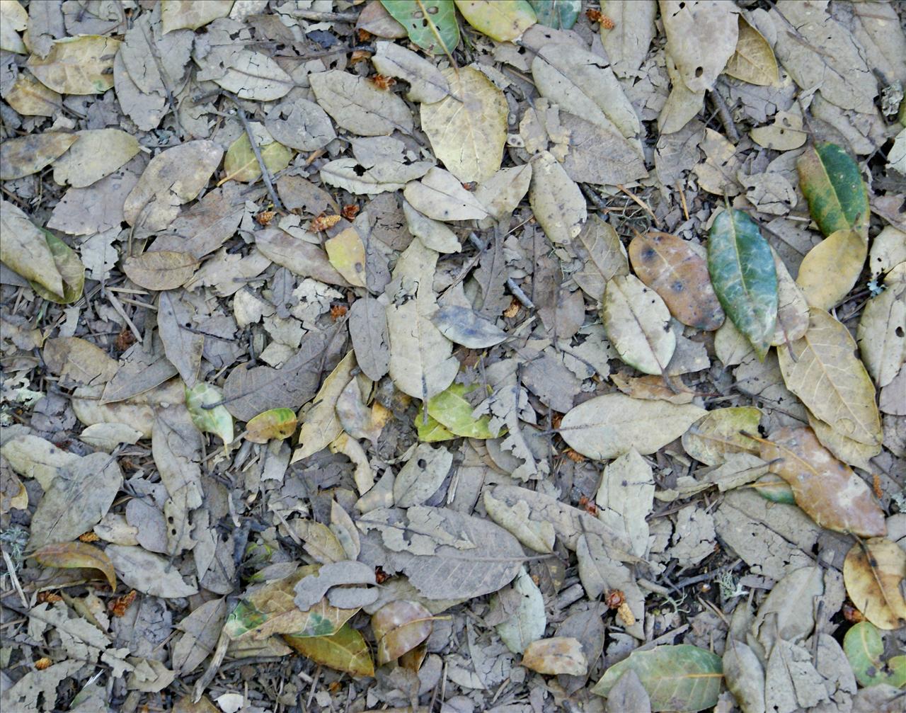 Fallen Leaves Backgrounds