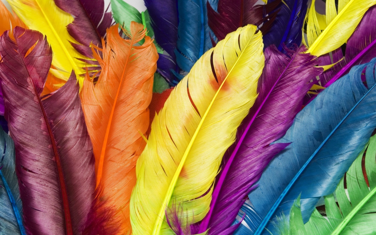 Feathers In Colors Backgrounds