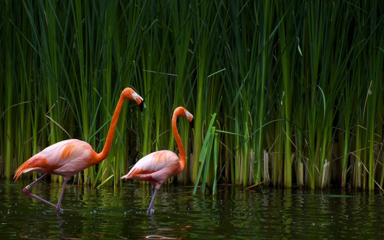 Flamingos Research Backgrounds