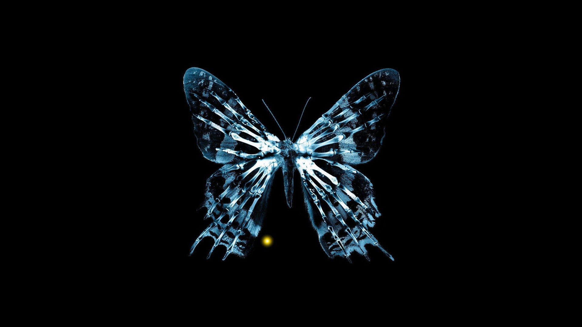 Fringe Butterfly