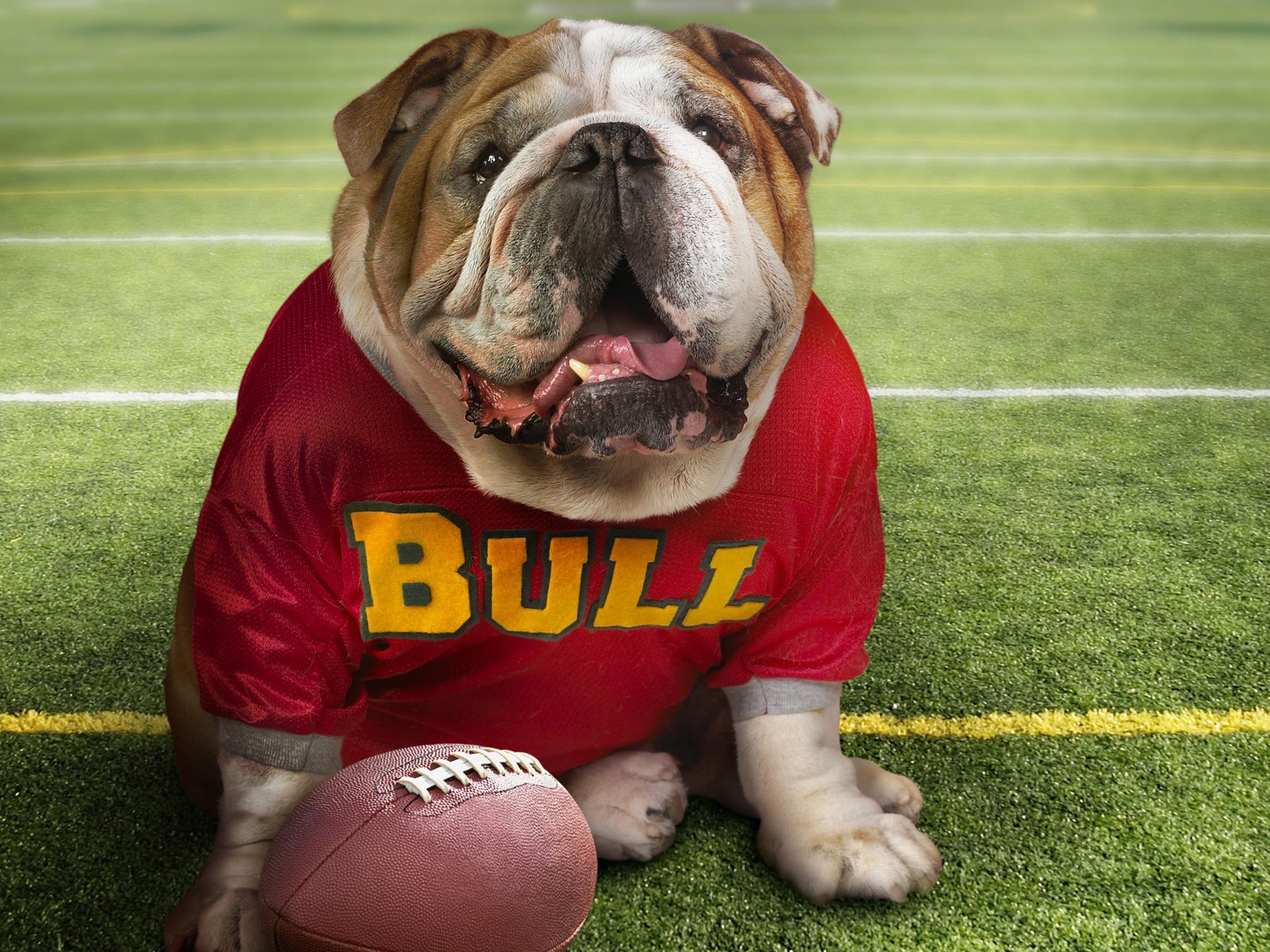Funny Doggy Football Time Backgrounds