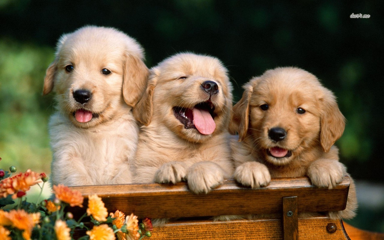 Golden Retriever Puppies Backgrounds