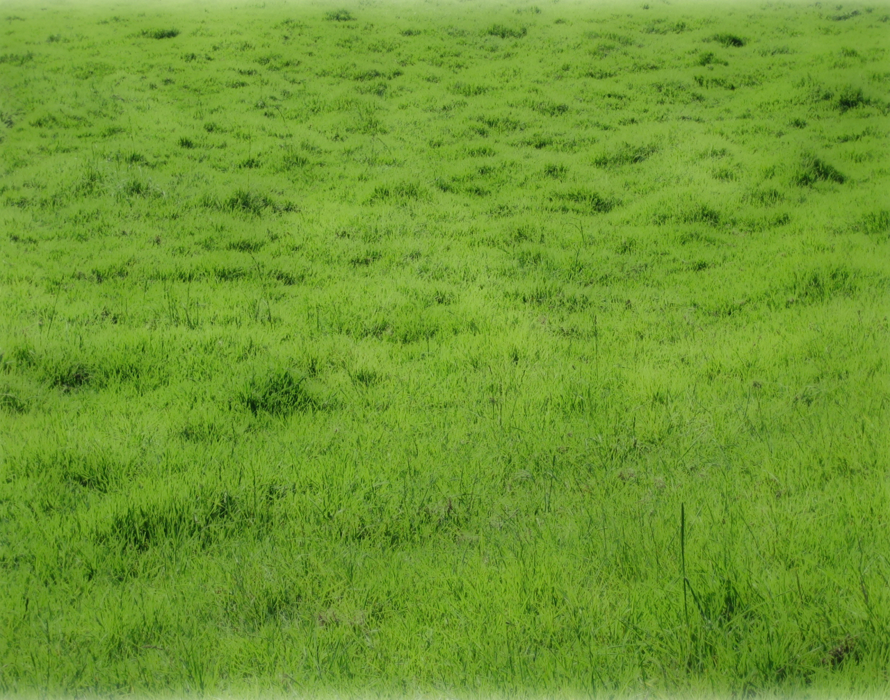 Grassy Field