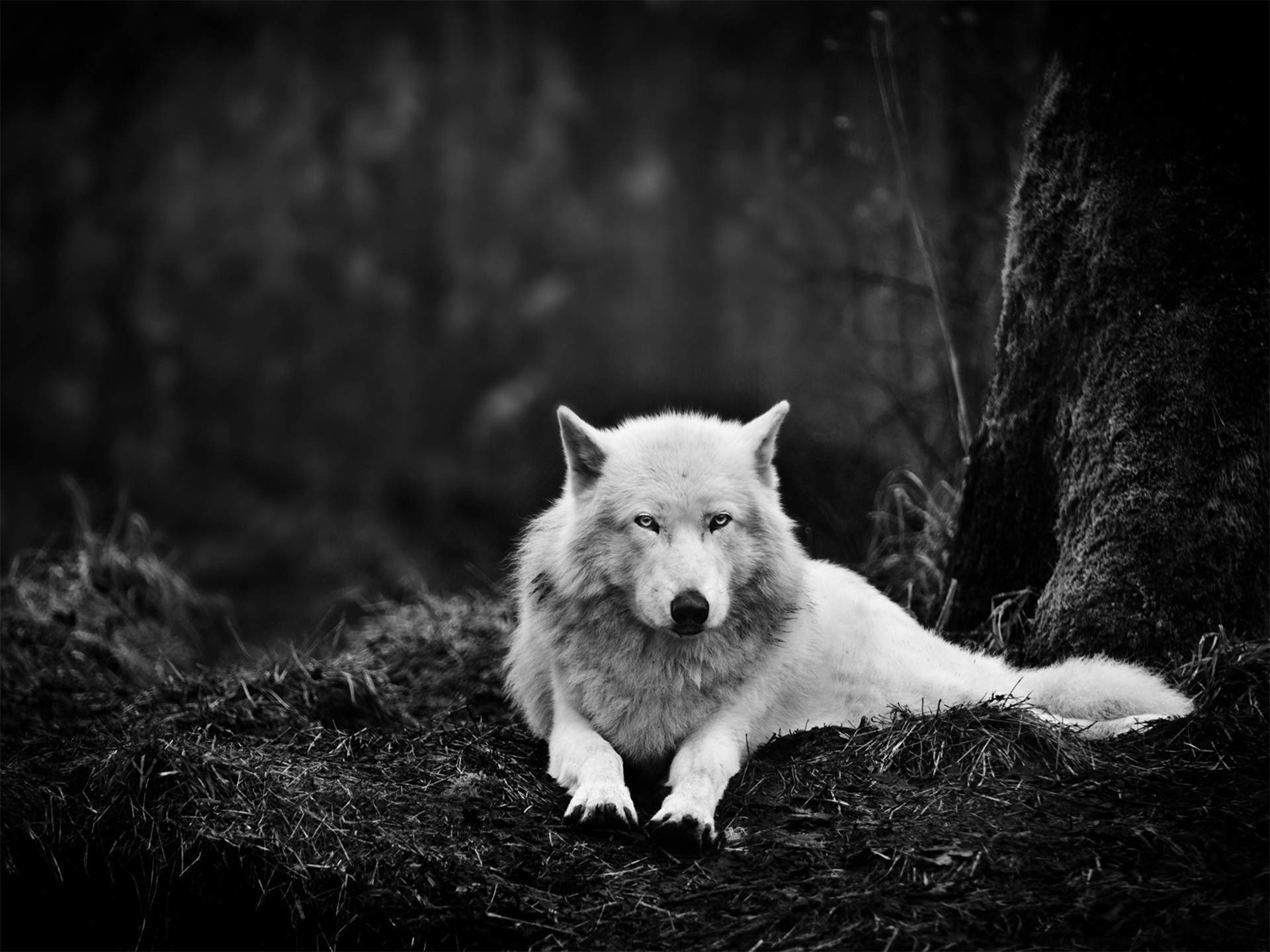 Gray Wolf Washington