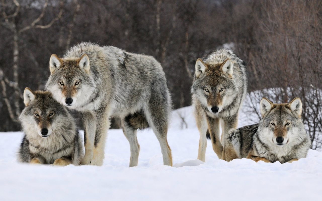 Gray Wolves Winter Norway Backgrounds