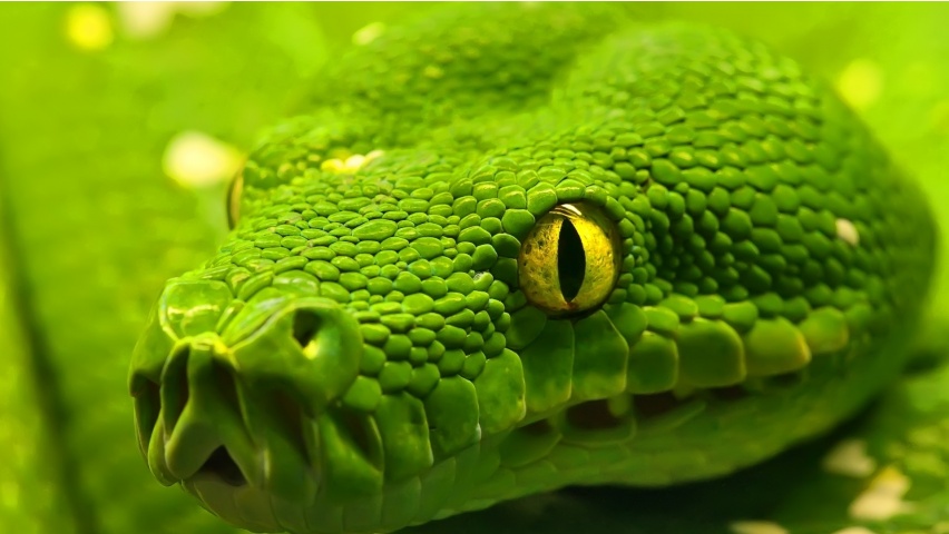 Green Snake Closeup Backgrounds
