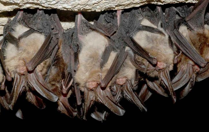 Hibernating Virginia Big Eared Bats in Cave Backgrounds
