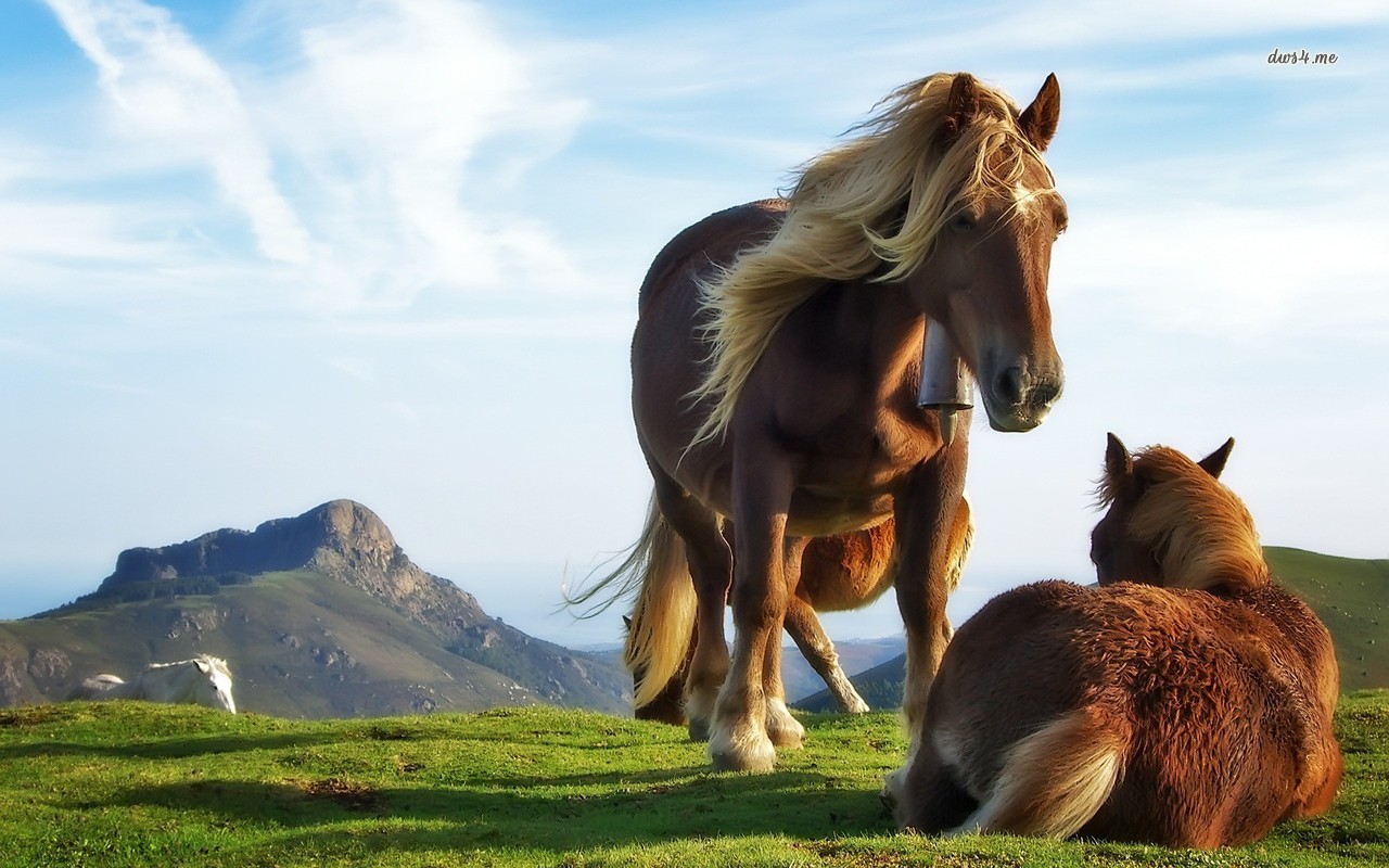 Horses Backgrounds