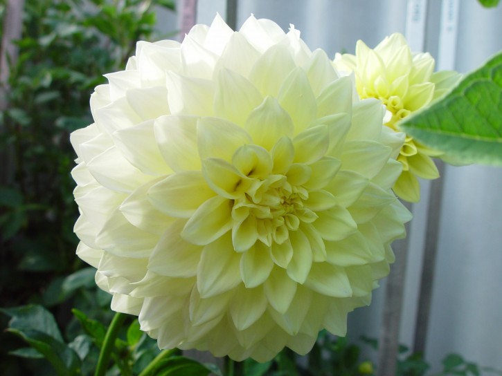 Huge Pale Yellow Dahlia Courtesy of Roger Gibbons
