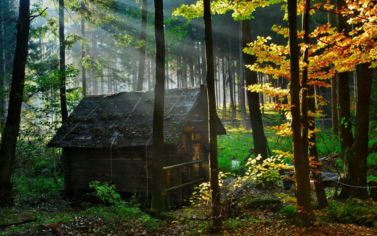 Hut In Forest Backgrounds