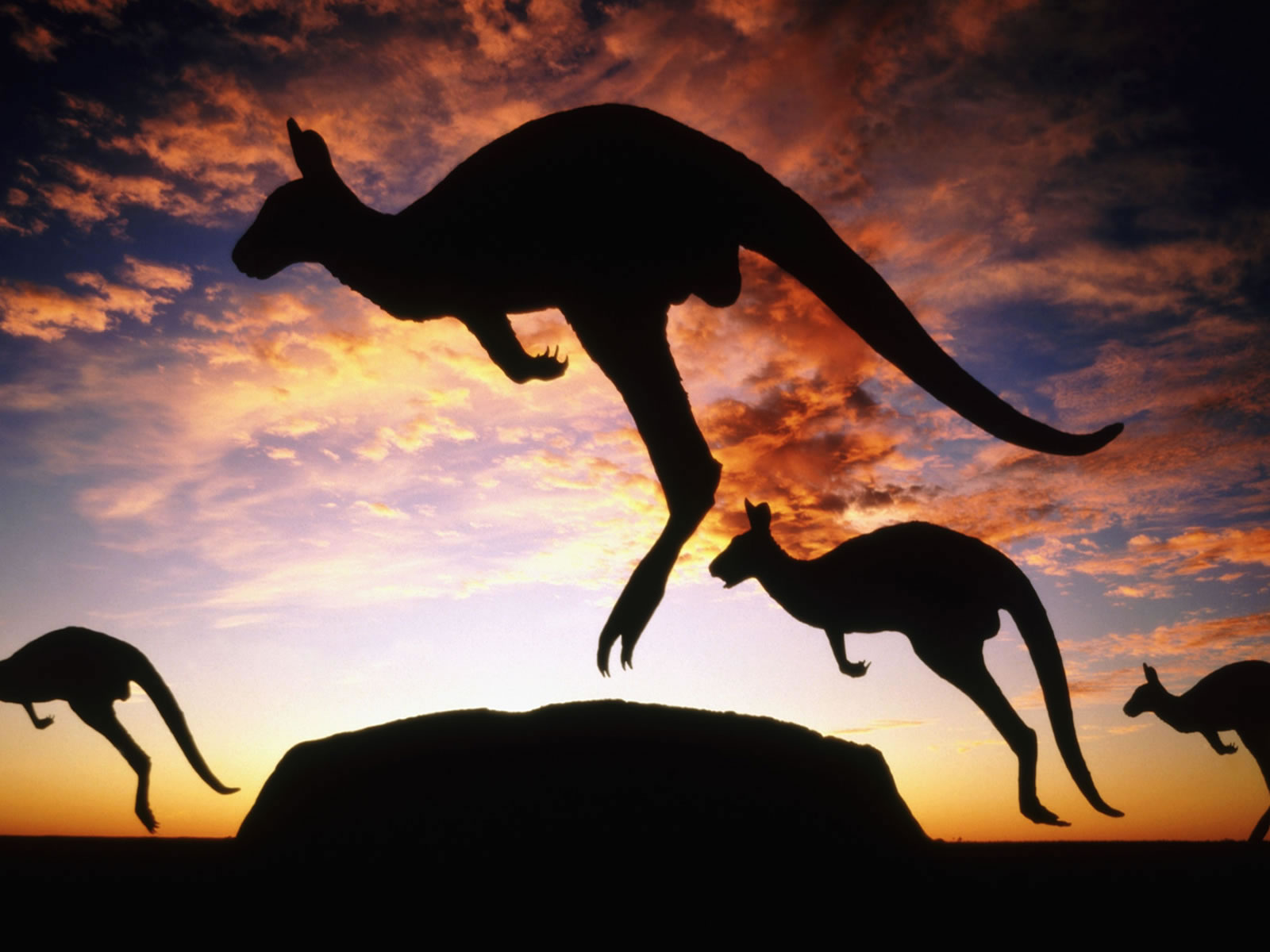 Jumping Kangaroos Backgrounds