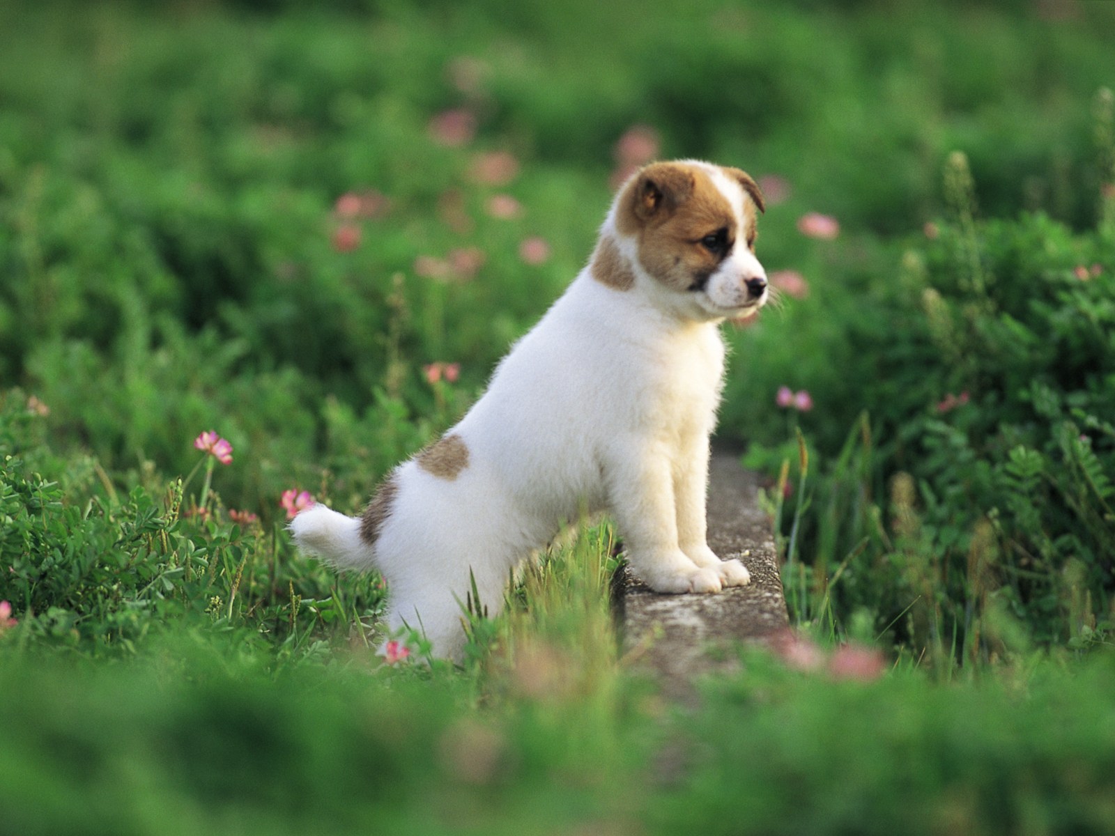 Lovable Puppy in Garden Backgrounds