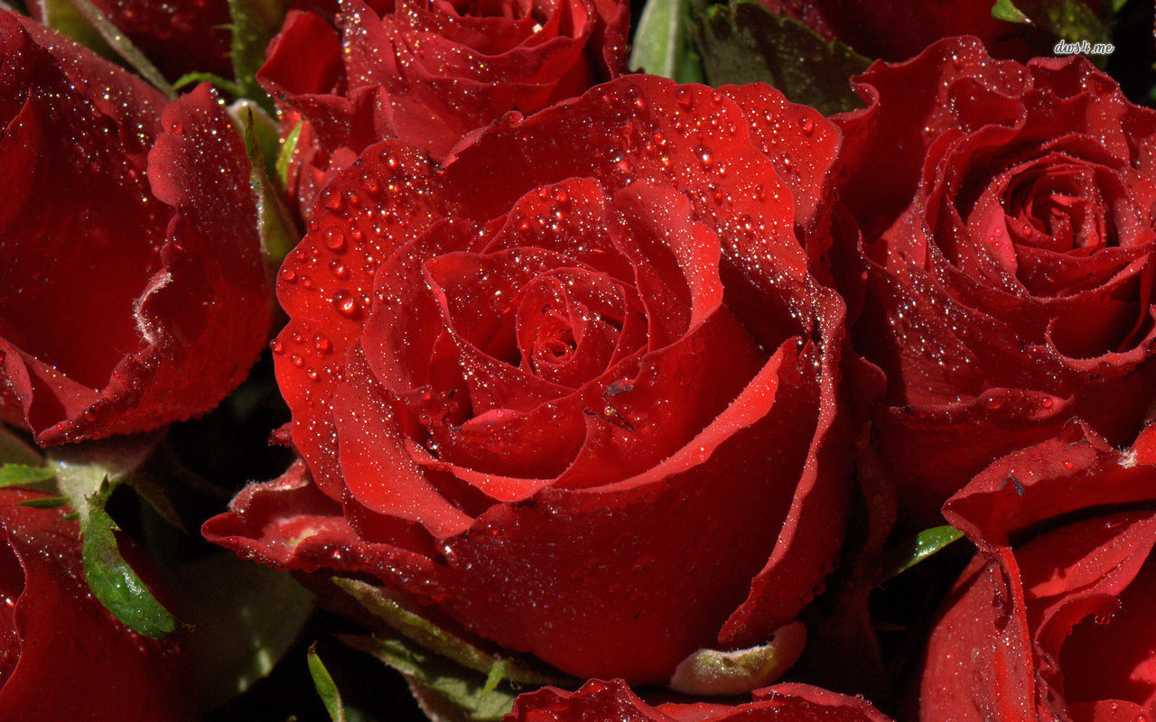 Nice Red Roses  Backgrounds