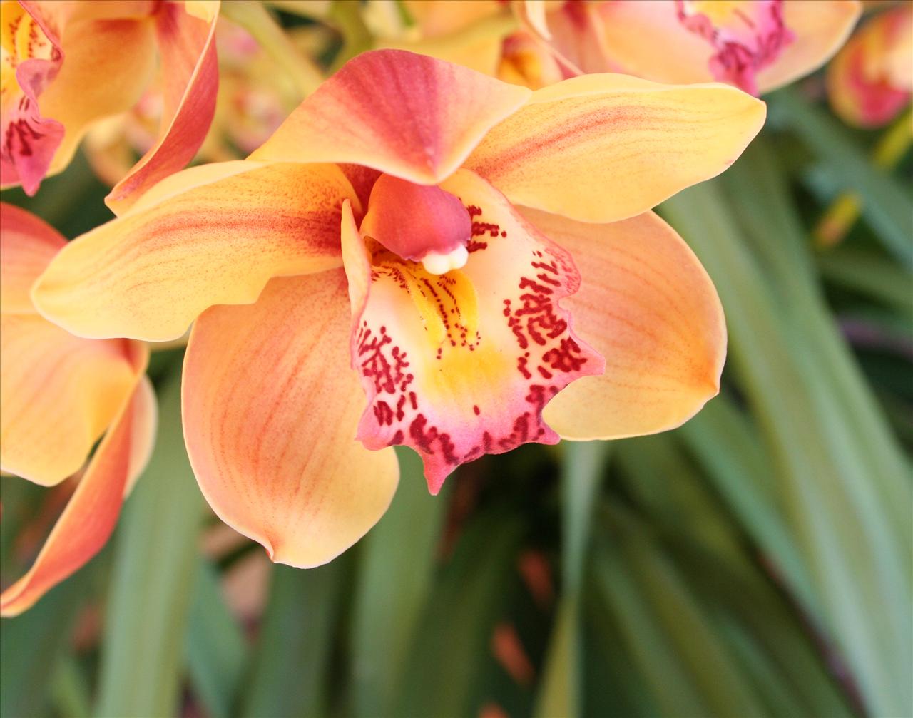 Orange Orchid Backgrounds