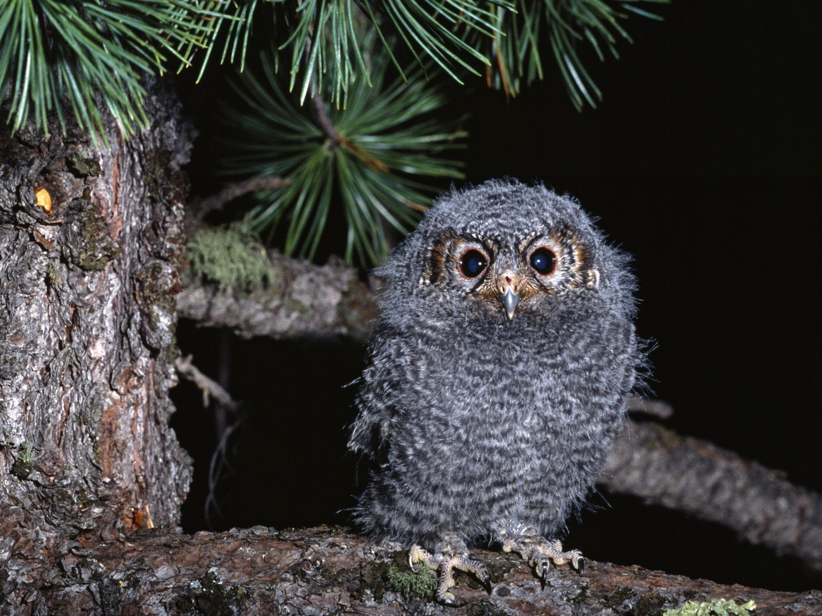 Owl Nature Photo Backgrounds
