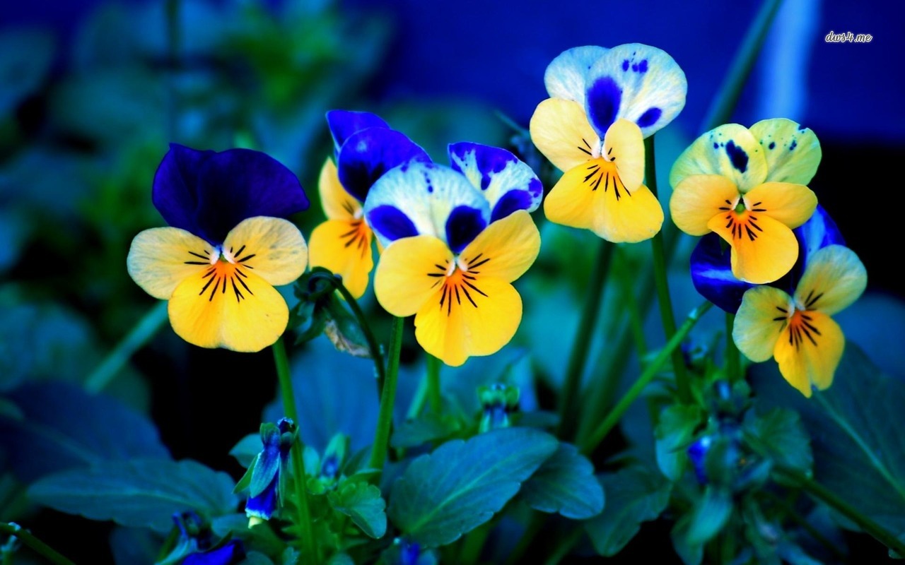 Pansies Backgrounds